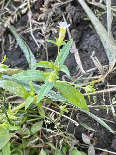 clammy hedge-hyssop (Gratiola neglecta)