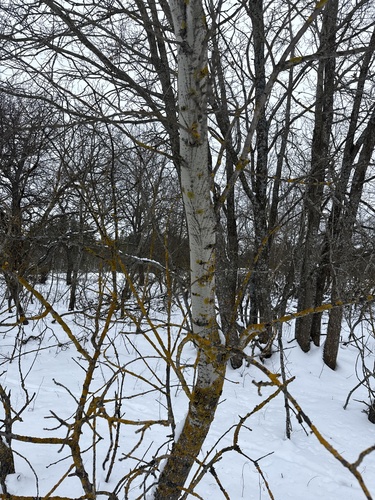 European aspen