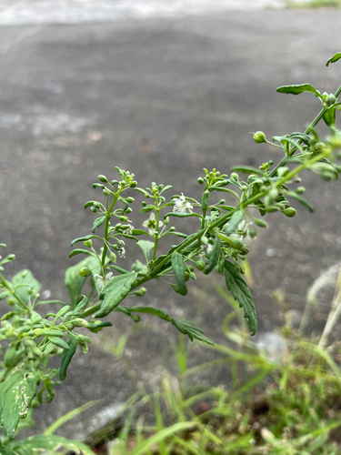 Licorice Weed