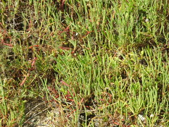 Salicornia perennis