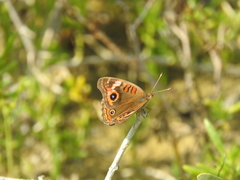 Junonia neildi varia