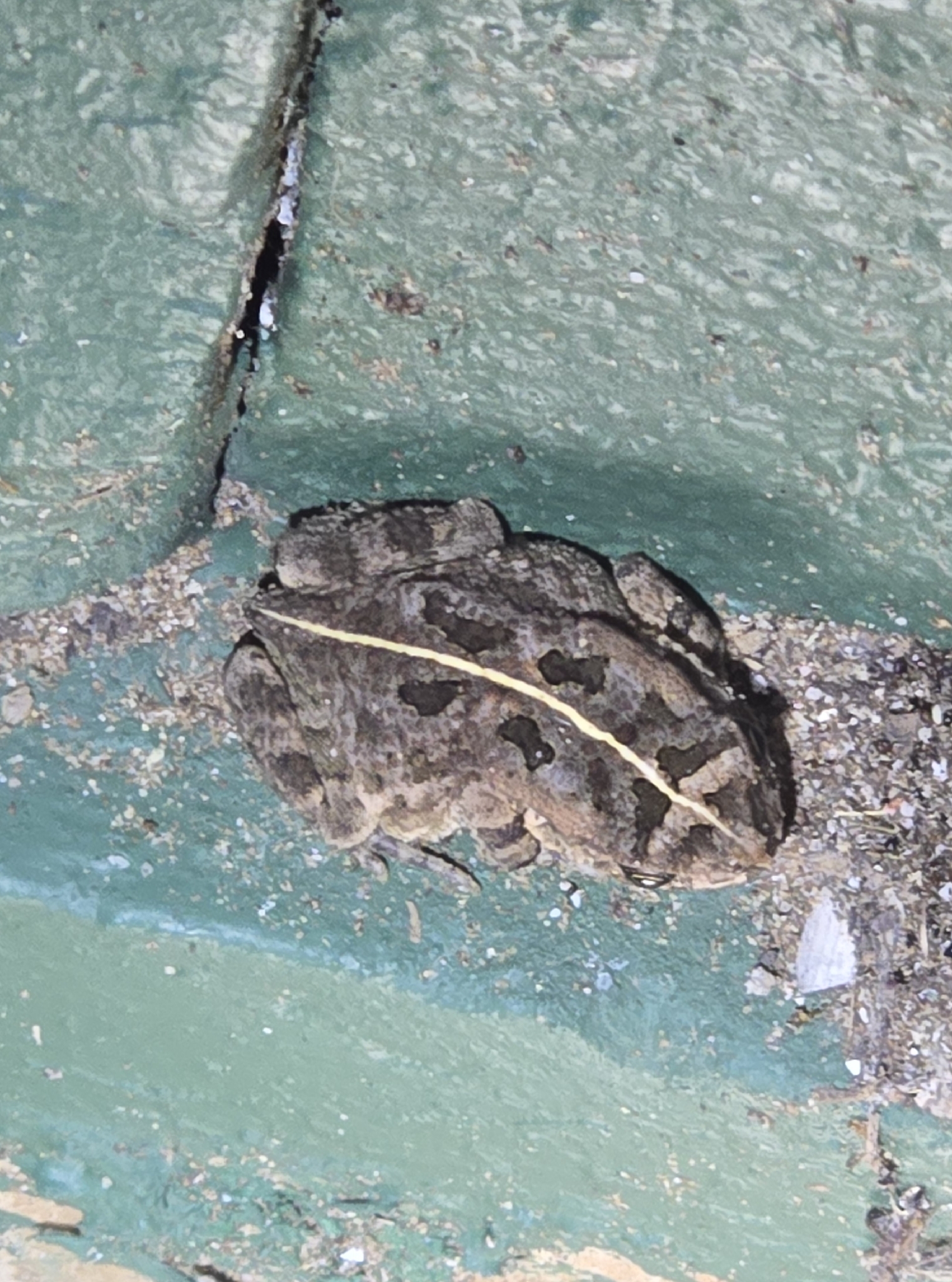 Sclerophrys berghei