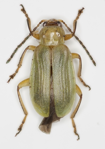 northern corn rootworm