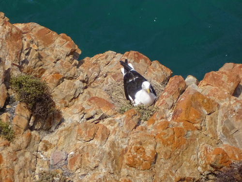 Kelp Gull (Larus dominicanus), photo 4