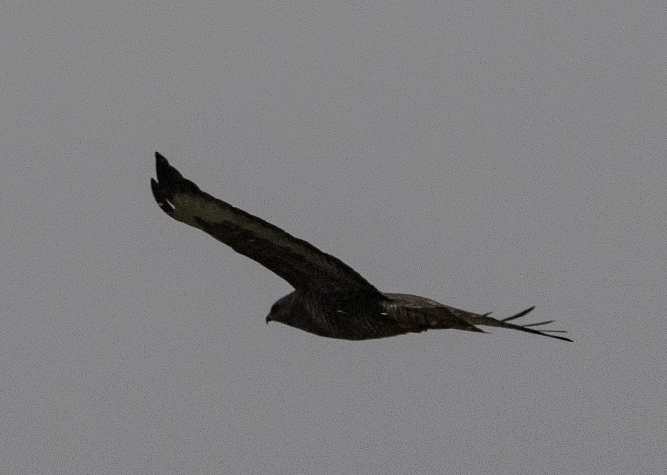 Buteo buteo (Linnaeus, 1758)