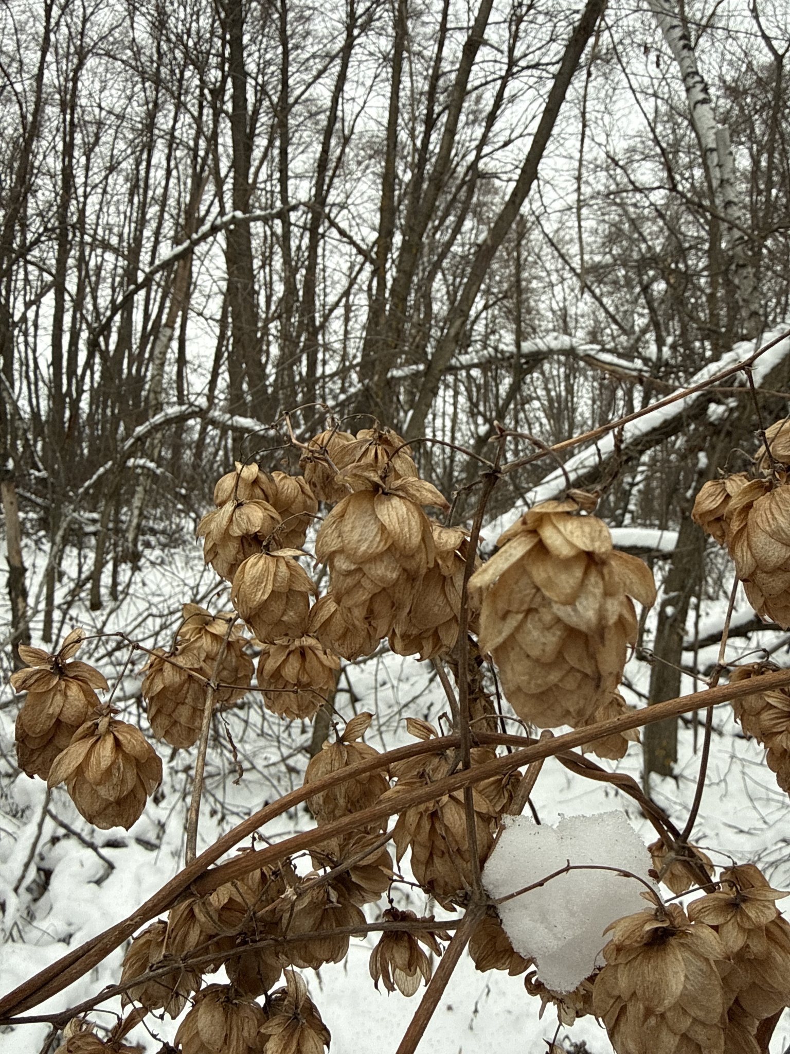 Beispielbild: Hopfen (Humulus lupulus)