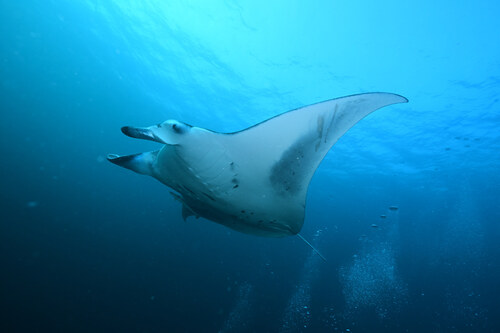 Mobula alfredi