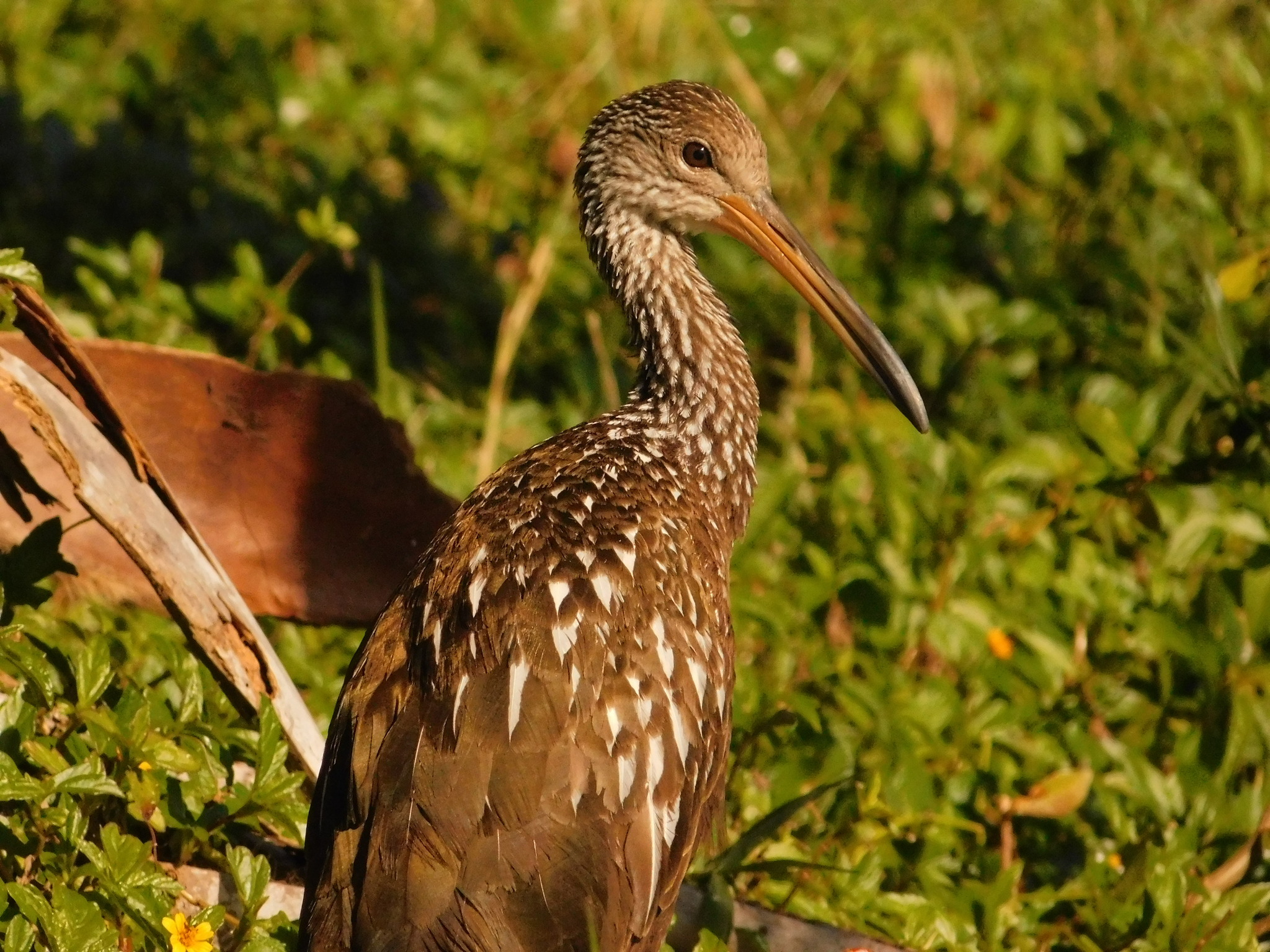 Limpkin (Aramus guarauna), photo 7