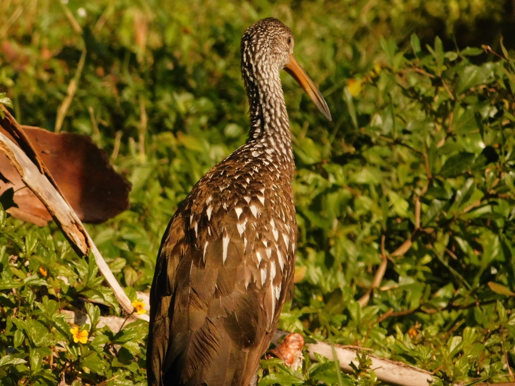 Limpkin (Aramus guarauna), photo 10