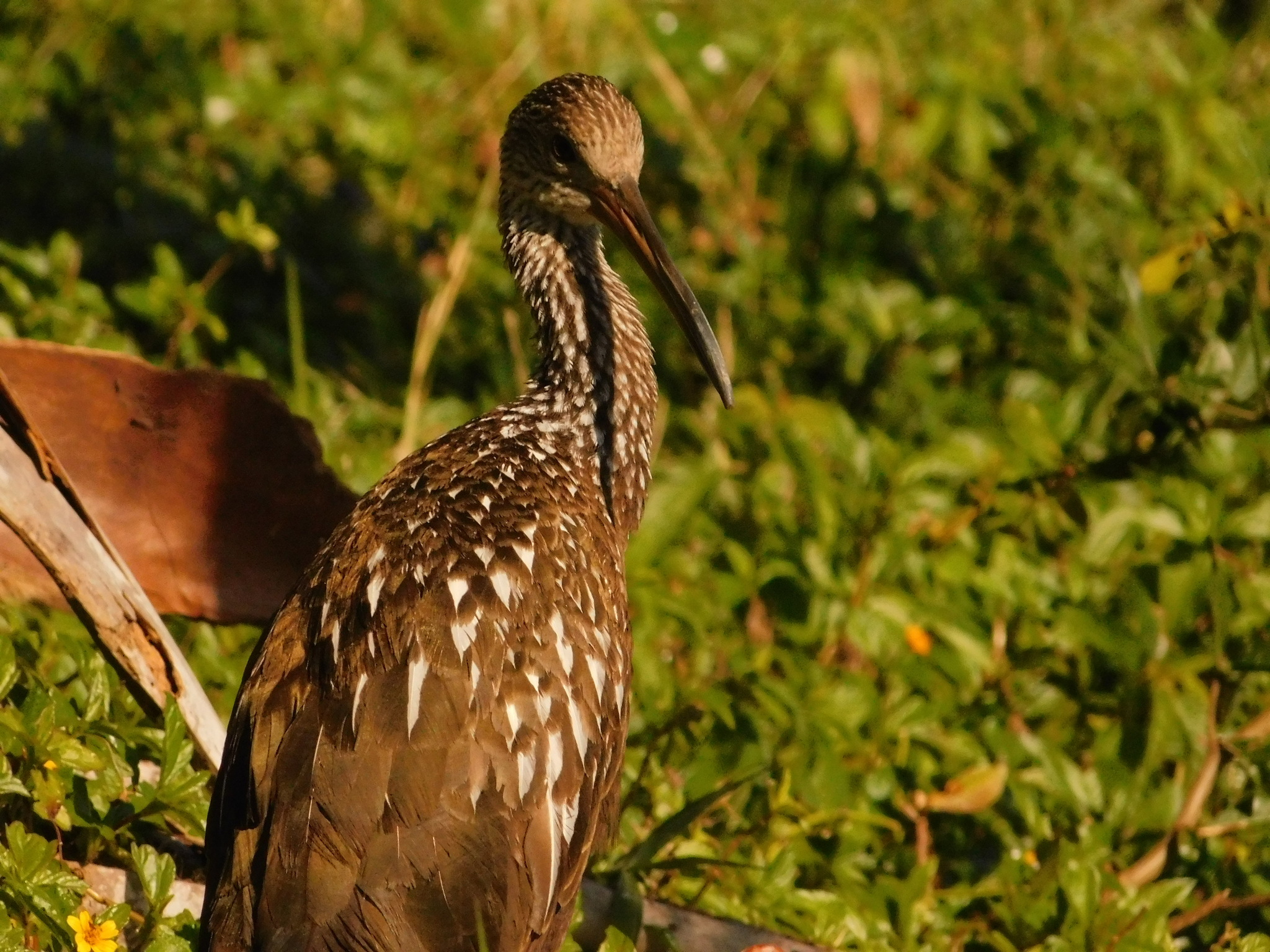 Limpkin (Aramus guarauna), photo 9