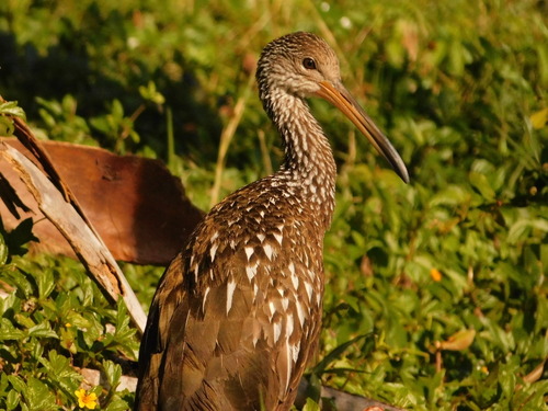 Limpkin (Aramus guarauna), photo 9