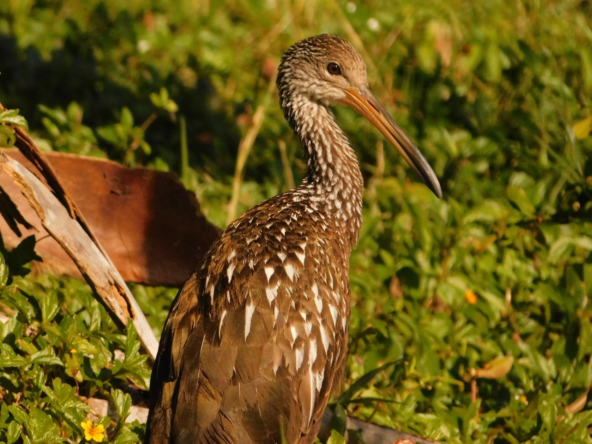 Limpkin (Aramus guarauna), photo 8
