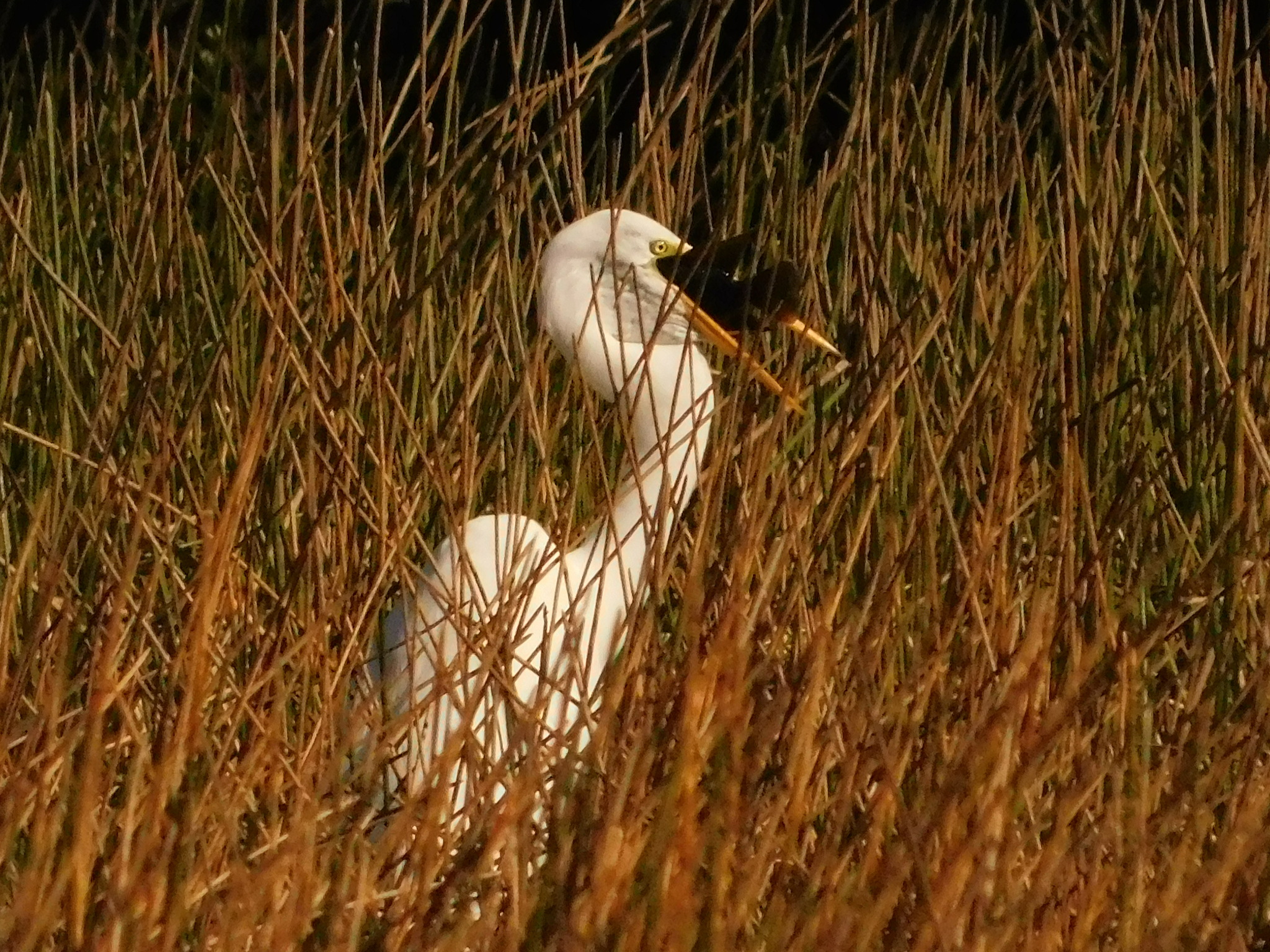 Great Egret (Ardea alba), photo 8