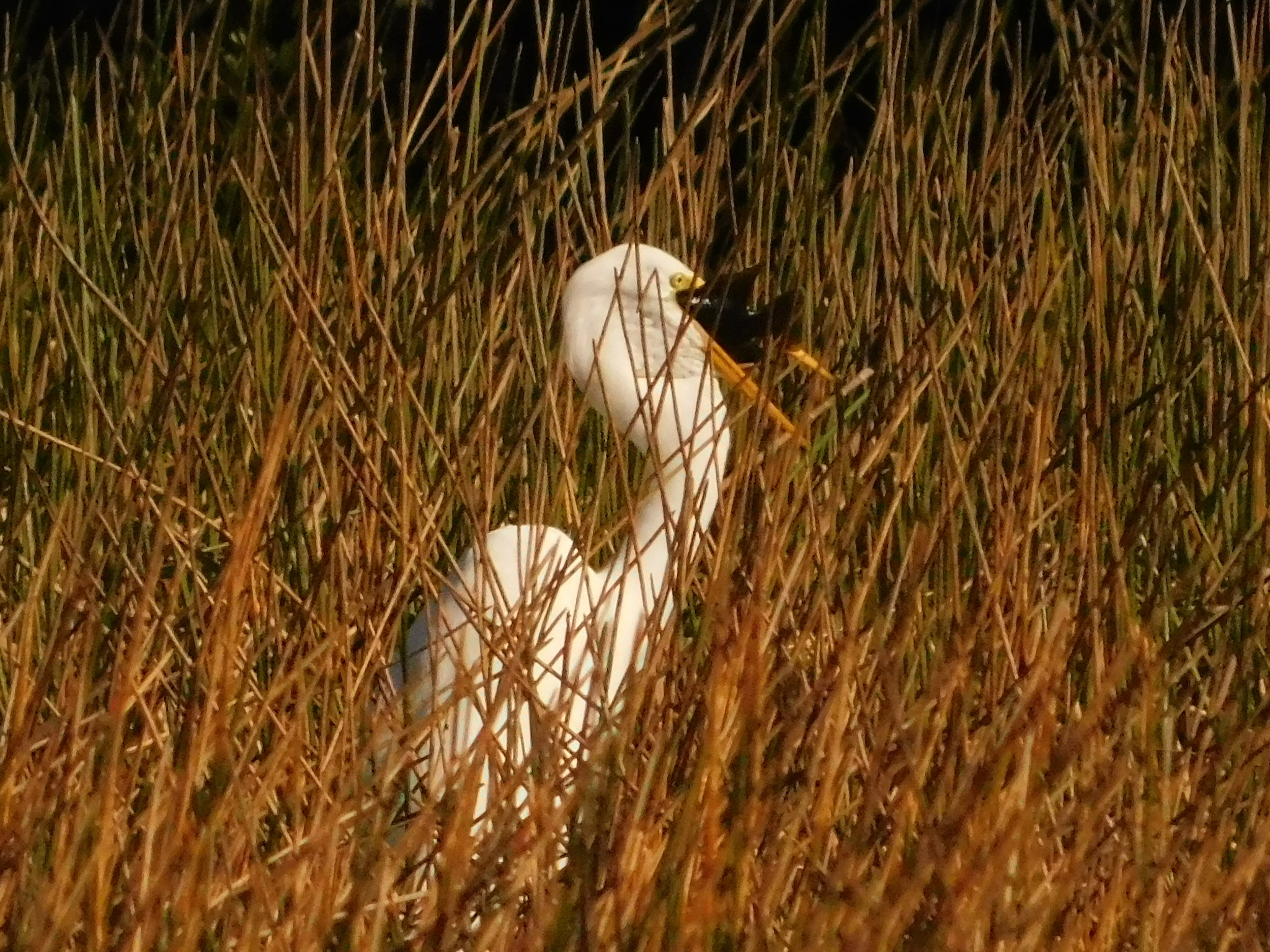 Great Egret (Ardea alba), photo 9