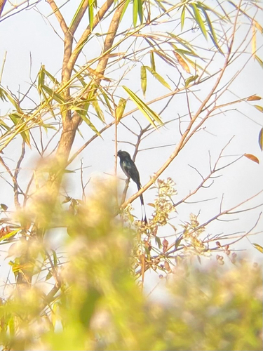 Greater Racket-tailed Drongo