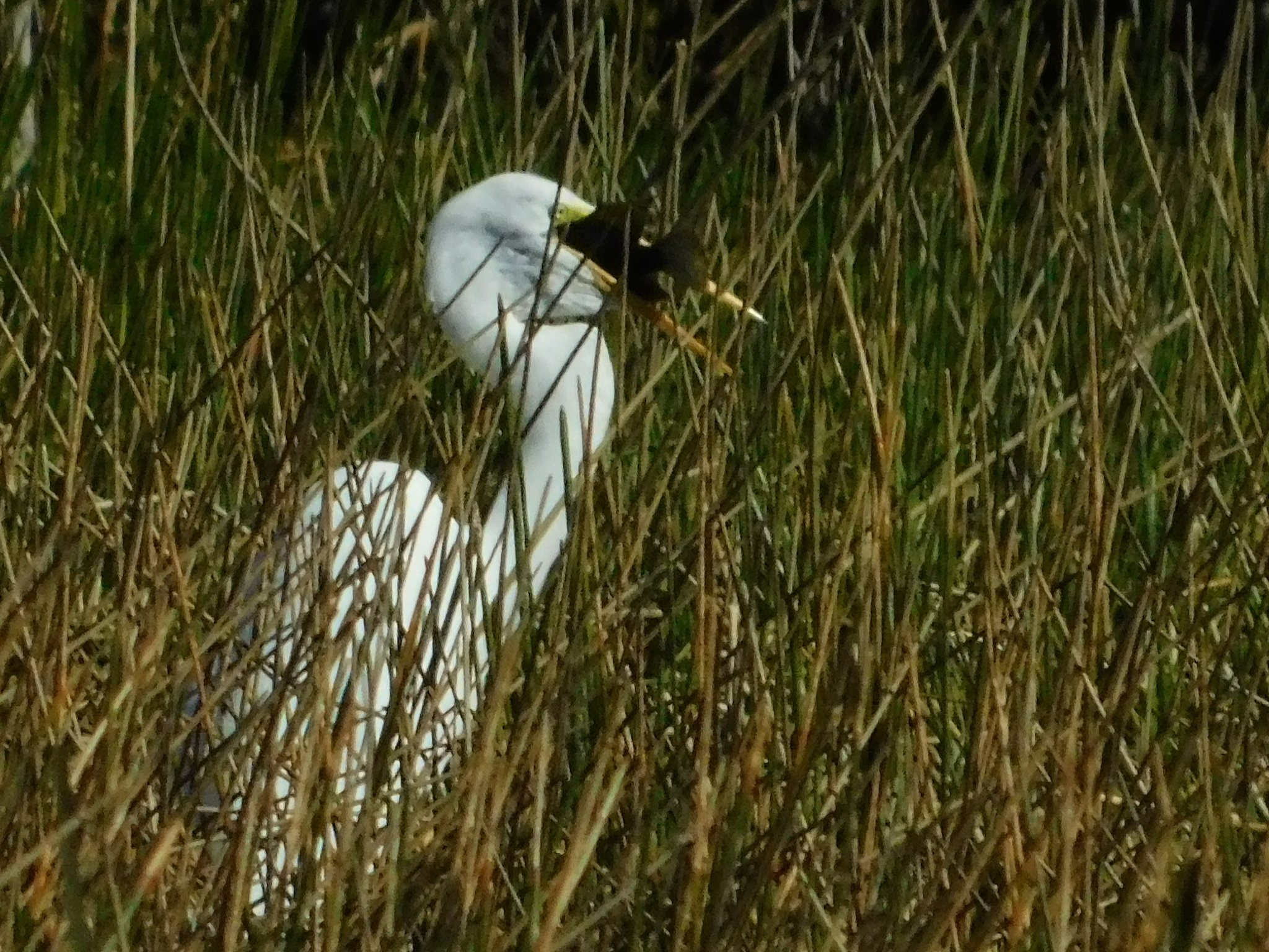 Great Egret (Ardea alba), photo 10
