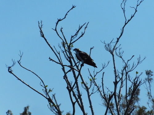 Osprey (Pandion haliaetus), photo 3