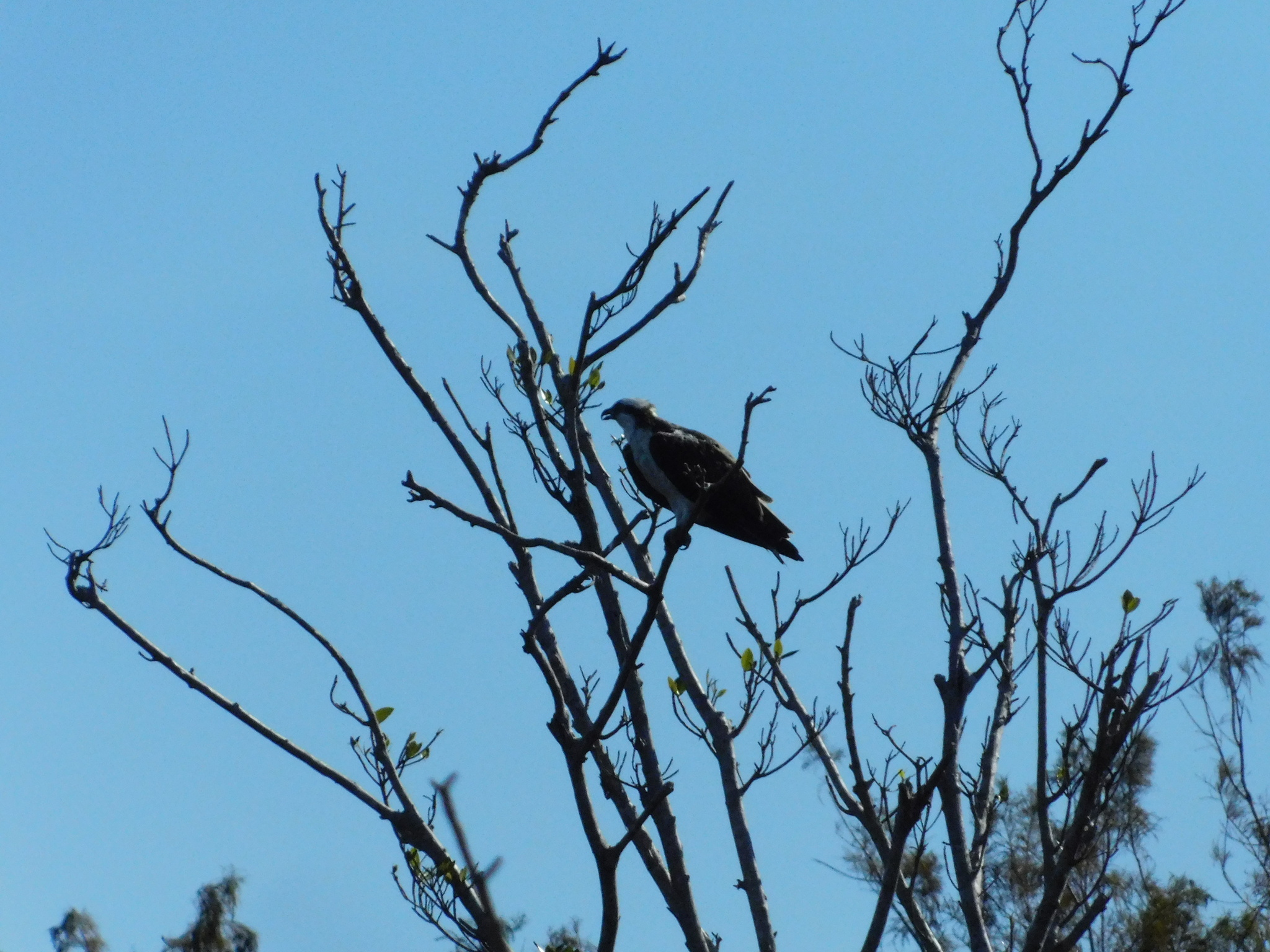 Osprey (Pandion haliaetus), photo 3