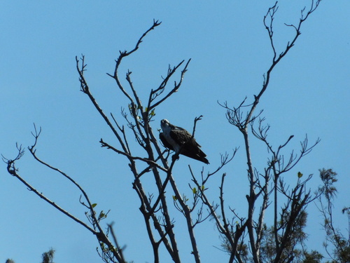 Osprey (Pandion haliaetus), photo 4