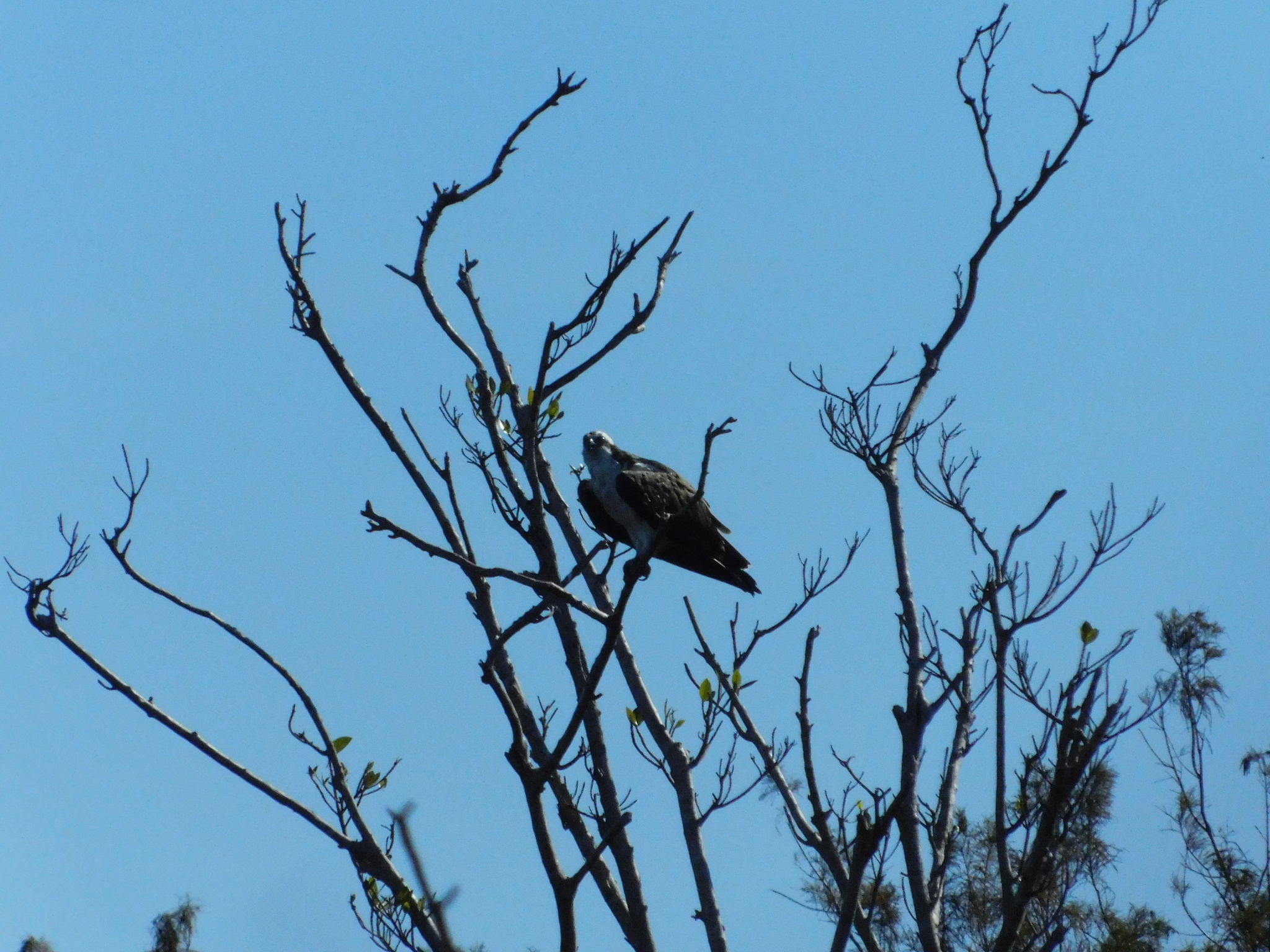 Osprey (Pandion haliaetus), photo 4