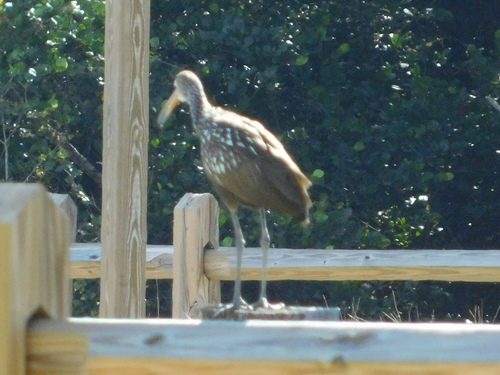 Limpkin (Aramus guarauna), photo 7