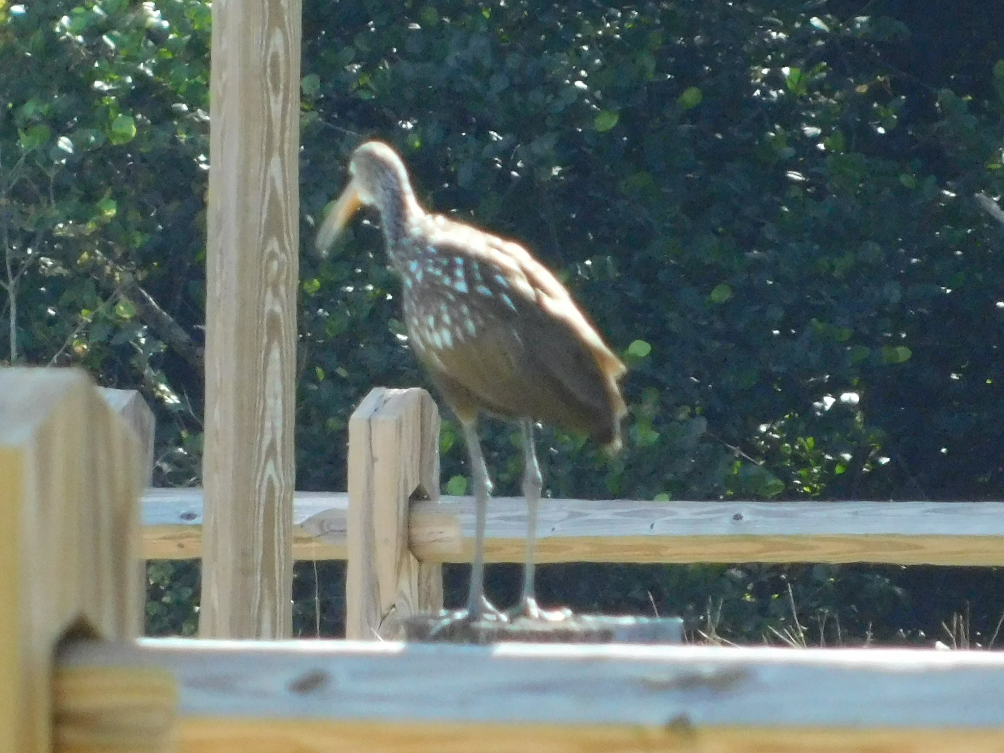 Limpkin (Aramus guarauna), photo 6