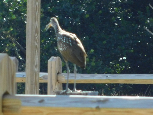 Limpkin (Aramus guarauna), photo 2