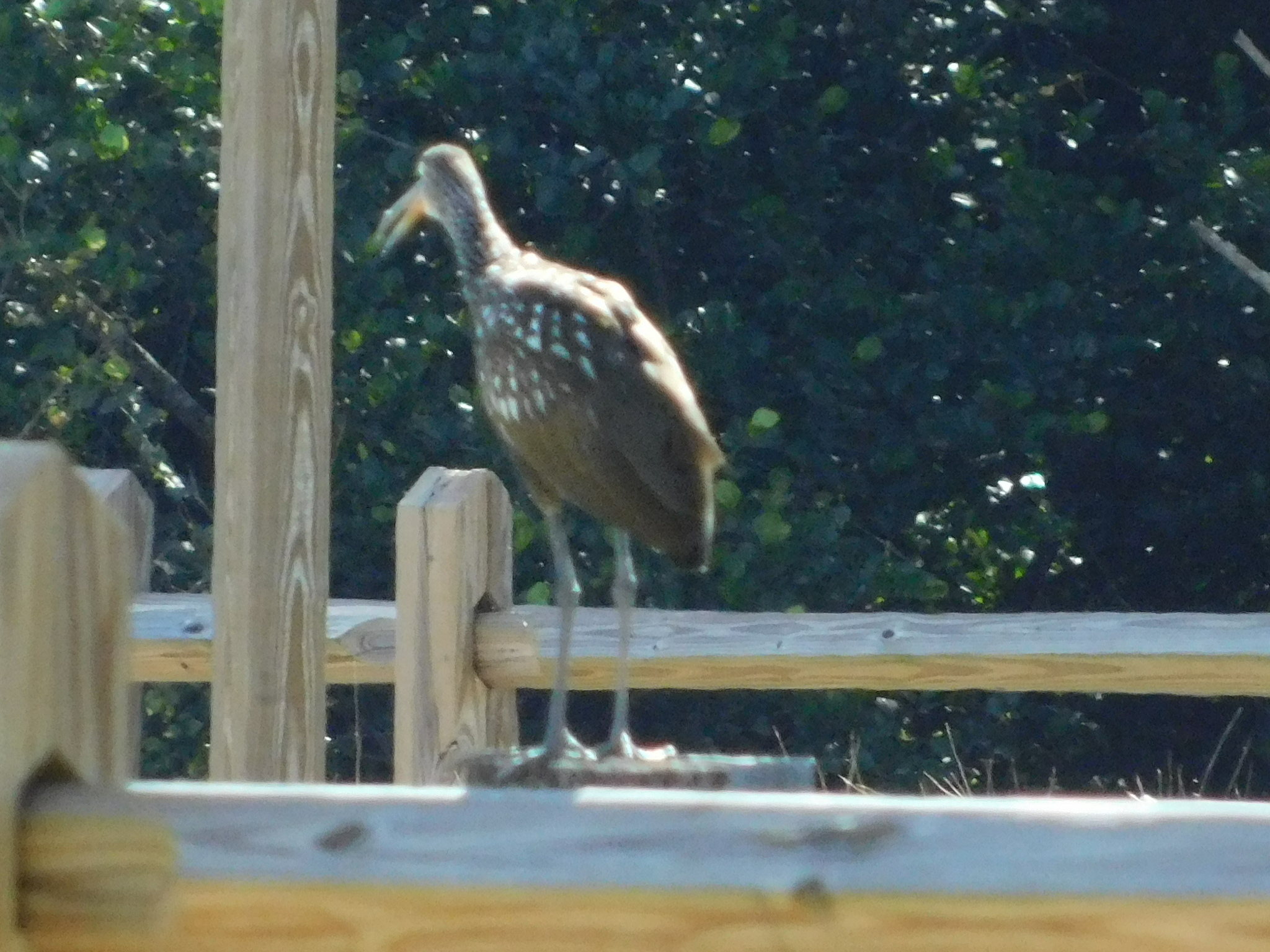 Limpkin (Aramus guarauna), photo 2