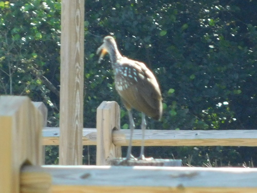 Limpkin (Aramus guarauna), photo 1