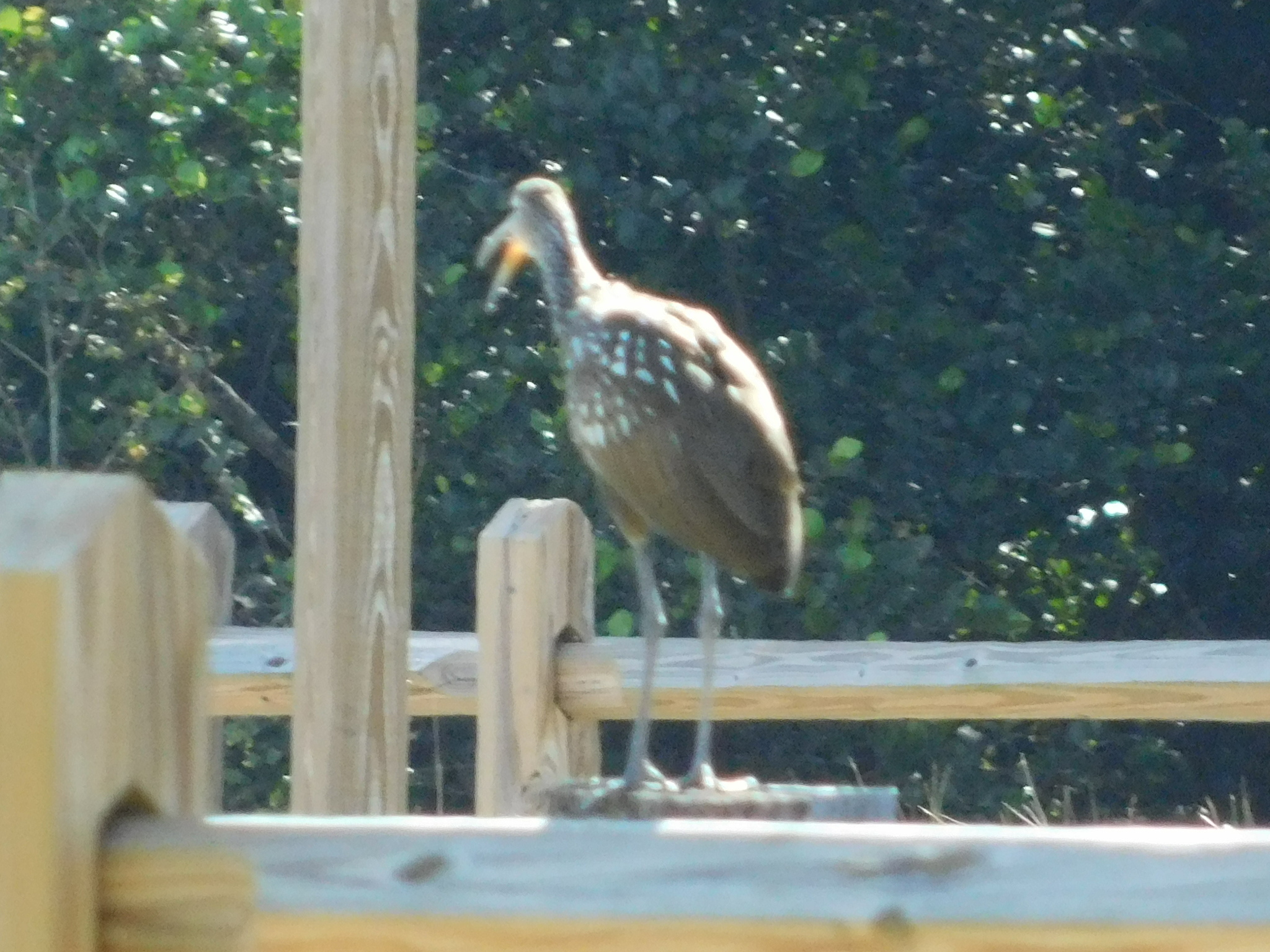 Limpkin (Aramus guarauna), photo 1
