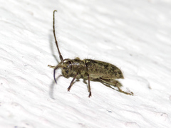 Eupogonius