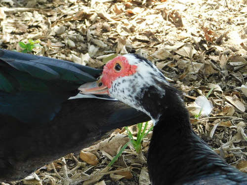 Muscovy Duck (Cairina moschata), photo 6