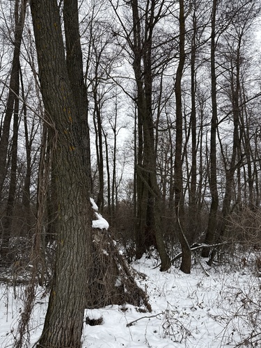 Alnus glutinosa