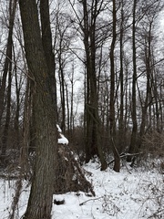 Alnus glutinosa