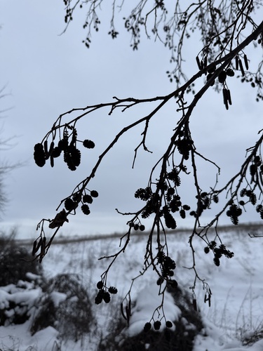 Alnus glutinosa, photograph 1