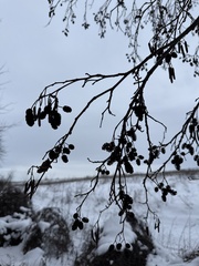 Stanislav Murashkin, CC BY, iNaturalist via GBIF Alnus glutinosa, photograph Stanislav Murashkin, CC BY, iNaturalist via GBIF