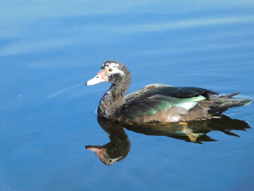 Muscovy Duck (Cairina moschata), photo 4