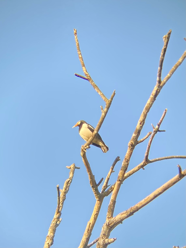 Siamese Pied Starling