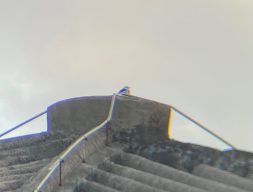 White Wagtail