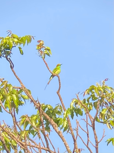 Asian Green Bee-eater