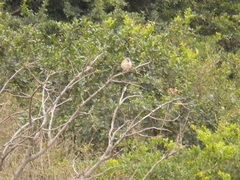 Passer rufocinctus