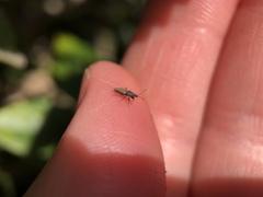 Oxycarenus hyalinipennis