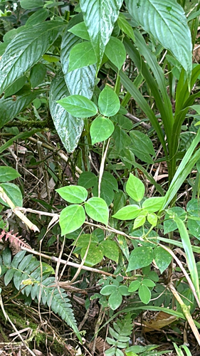 Vigna hosei iNat (2)