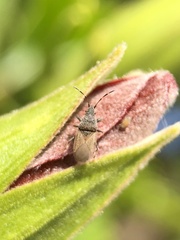 Oxycarenus hyalinipennis