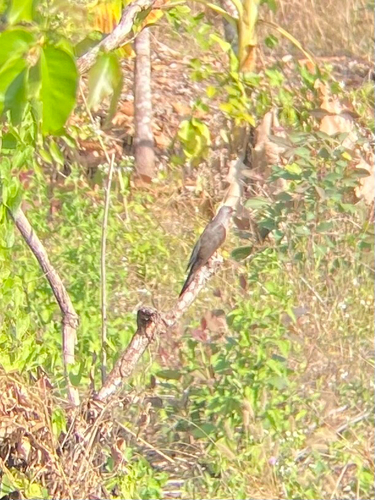 Plaintive Cuckoo