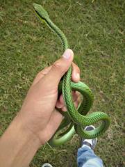 Leptophis mexicanus