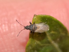 Oxycarenus hyalinipennis
