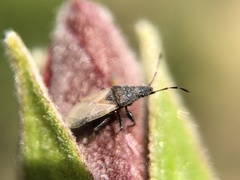 Oxycarenus hyalinipennis