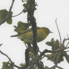 Chlorodrepanis flava