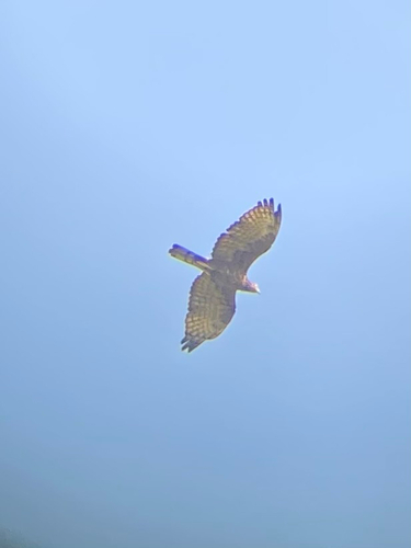 Oriental Honey-buzzard